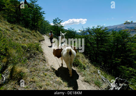 Aufsteigender Monte Fitz Roy mit einem Lama, in der Nähe von El Chalten, Cordillera, Nationalpark Los Glaciares, UNESCO-Weltkulturerbe Stockfoto