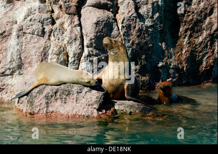 Südamerikanische Seelöwen (Otaria Flavescens), Puerto Deseado, Provinz Santa Cruz, Patagonien, Argentinien, Südamerika Stockfoto