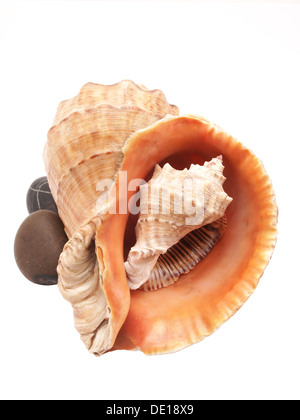 Zwei marine Muscheln und Kieselsteine auf weißem Hintergrund Stockfoto