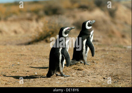 Magellan-Pinguine (Spheniscus Magellanicus), Provinz Chubut, Patagonien, Argentinien, Südamerika Stockfoto