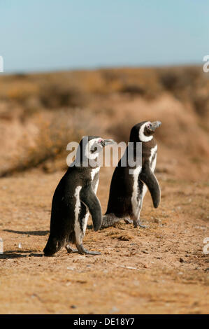 Magellan-Pinguine (Spheniscus Magellanicus), Provinz Chubut, Patagonien, Argentinien, Südamerika Stockfoto