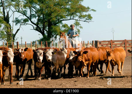 Gaucho auf dem Pferderücken, treiben des Viehs, Estancia San Isidro del Llano in Richtung Carmen Casares, Provinz Buenos Aires, Argentinien Stockfoto