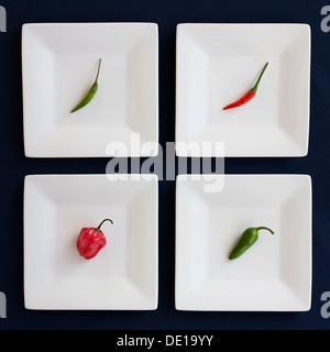 Vier verschiedene Chilischoten auf separaten quadratischen Platten. Rot, grün, weiß, blau. Vogelperspektive, Scotch Bonet, Jalapeño. Stockfoto