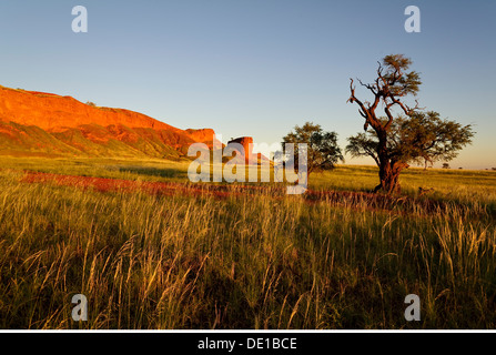 Geographie/Reisen, Namibia, Namib Desert Lodge, versteinerte Dünen, Kamel Thorn, Additional-Rights - Clearance-Info - Not-Available Stockfoto