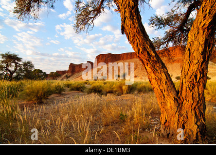 Geographie/Reisen, Namibia, Namib, versteinerte Dünen, Kamel Thorn, Additional-Rights - Clearance-Info - Not-Available Stockfoto