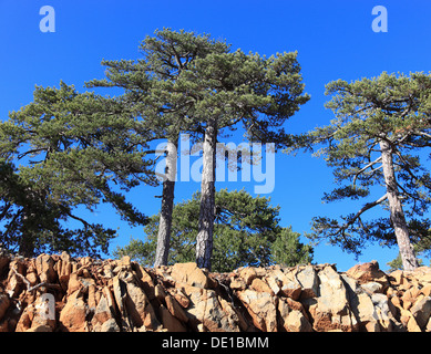 Zypern, Bäume, Kiefern im Troodos-Gebirge Stockfoto