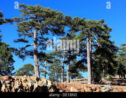 Zypern, Bäume, Kiefern im Troodos-Gebirge Stockfoto
