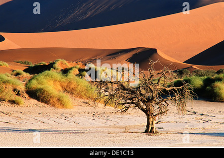 Geographie/Reisen, Namibia, Sossusvlei, Namib totes Kamel Thorn, Sossusvlei & Namib Düne 45, Additional-Rights - Clearance-Info - Not-Available Stockfoto