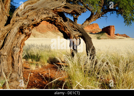 Geographie/Reisen, Namibia, Namib, versteinerte Dünen, Additional-Rights - Clearance-Info - Not-Available Stockfoto