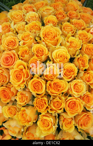 Bouquet von gelben Rosen Stockfoto