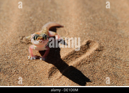 Zoologie/Tiere, Reptilien, Gecko, Web-footed Gecko, (palmatogecko rangei), Wüste Namib, Namibia, Afrika, Additional-Rights - Clearance-Info - Not-Available Stockfoto