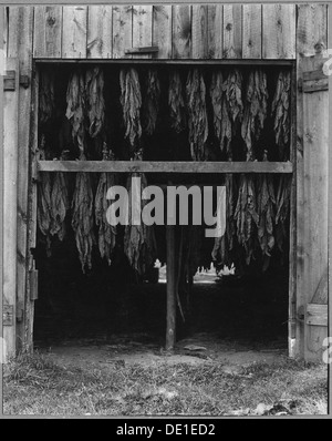 In Charles County, Maryland, wird Tabak in einer familiengroßen Scheune in der Nähe von Pomfert luftgetrocknet, was traditionelle landwirtschaftliche Methoden widerspiegelt. Stockfoto