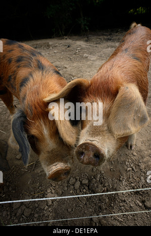 Ein Porträt von Schweinen auf Bauernhof Stockfoto