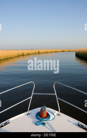 Bogen des ein weißes Boot Kreuzfahrt entlang dem Fluss Bure auf den Norfolk Broads, vorbei an goldenen gelben Röhricht Stockfoto