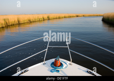 Bogen des ein weißes Boot Kreuzfahrt entlang dem Fluss Bure auf den Norfolk Broads, vorbei an goldenen gelben Röhricht Stockfoto