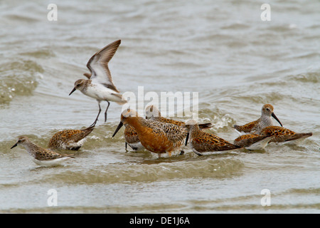 Rot-Knoten und andere Watvögel Fütterung in surf Stockfoto