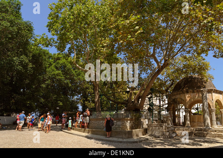 Hippokrates-Platane in Kos-Stadt, Insel Kos, Dodekanes Inselgruppe, Griechenland. Stockfoto