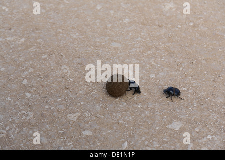 Rollt eine Kugel Elefanten Dung Mistkäfer Stockfoto