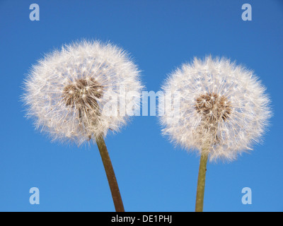 Löwenzahn auf blauen Himmelshintergrund Stockfoto