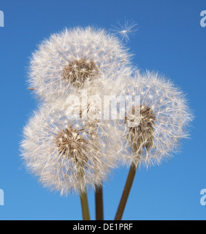 Löwenzahn auf blauen Himmelshintergrund Stockfoto