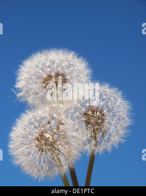 Löwenzahn auf blauen Himmelshintergrund Stockfoto