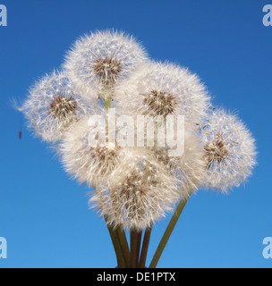 Löwenzahn auf blauen Himmelshintergrund Stockfoto