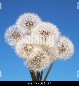 Löwenzahn auf blauen Himmelshintergrund Stockfoto