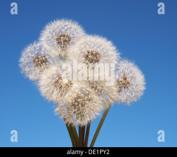 Löwenzahn auf blauen Himmelshintergrund Stockfoto