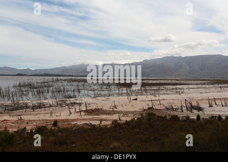 Tote Bäume am Ufer des Theewaterskloof Damm Stockfoto