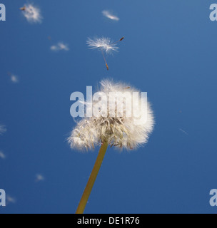 Löwenzahn auf blauen Himmelshintergrund Stockfoto