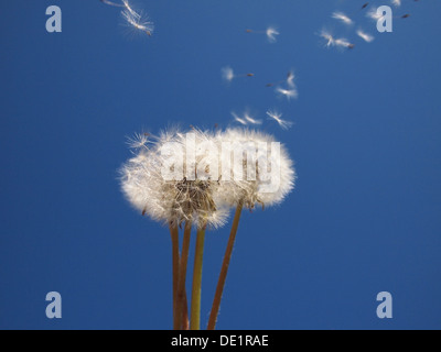 Löwenzahn auf blauen Himmelshintergrund Stockfoto