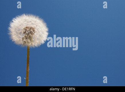 Löwenzahn auf blauen Himmelshintergrund Stockfoto