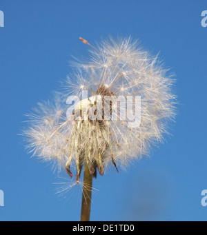 Löwenzahn auf blauen Himmelshintergrund Stockfoto