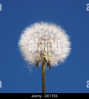 Löwenzahn auf blauen Himmelshintergrund Stockfoto