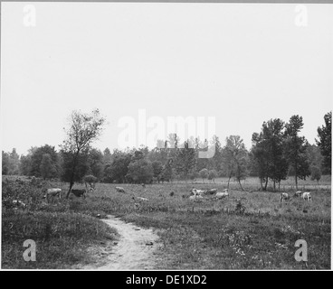 Harmonie-Community, Putnam County, Georgia. Die meisten der Milchkühe sind Trikots oder Jersey Qualitäten. Dies... 521315 Stockfoto