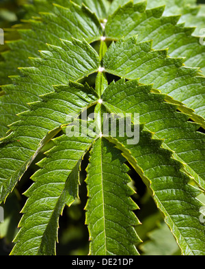 Nahaufnahme der Blätter von Melianthus major, in den geheimen Gärten von Sandwich, Kent. Stockfoto