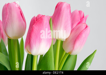 Eine Reihe von schönen rosa Tulpen mit grünen Stängel in eine schöne Komposition auf weißem Hintergrund Stockfoto