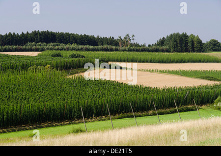 Anbau von Hopfen (Humulus Lupulus) im Bereich Hallertau, Mainburg, Bayern Stockfoto