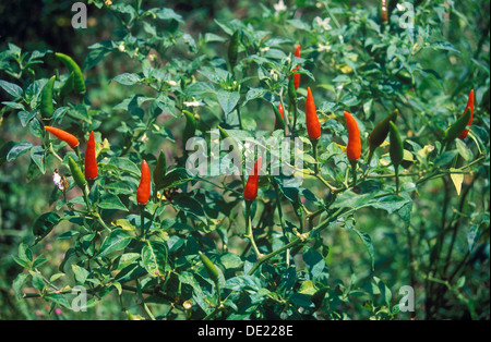 Rote und grüne Paprika (Capsicum) wachsen auf einem Feld, Ubud, Bali, Indonesien Stockfoto