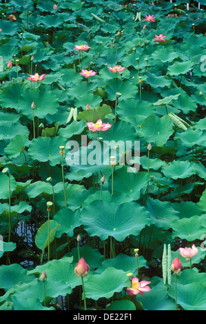 Indian Lotus und Lotus (Nelumbo Nucifera), blühend, Ubud, Bali, Indonesien Stockfoto