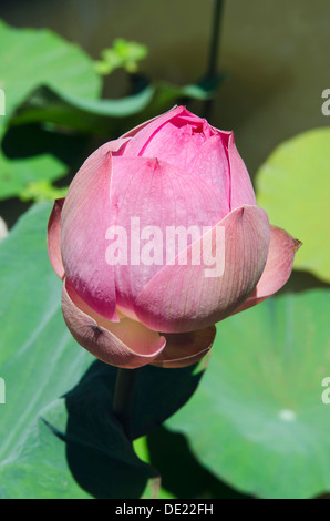 Lotus oder indischen Lotus (Nelumbo Nucifera), Blume, Knospe, Ubud, Bali, Indonesien Stockfoto