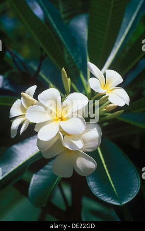 Frangipani Blüten (Plumeria), Ubud, Bali, Indonesien Stockfoto