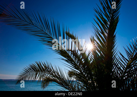 Palme am karibischen Meer Stockfoto