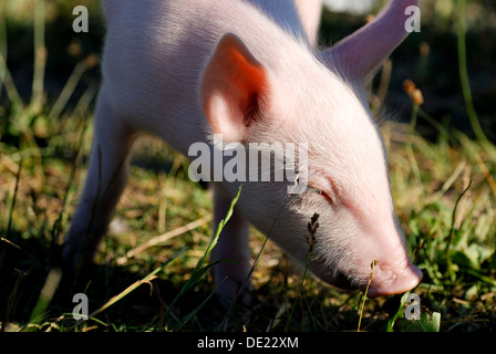 Junges Hausschwein (Sus Scrofa Domestica) gerne Gras schnüffeln Stockfoto