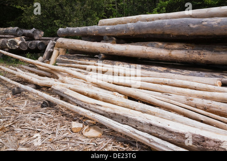Stapel von Eastern White Pine Baumstämmen, Laurentians, Quebec, Kanada Stockfoto