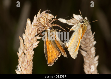 Krabbenspinne mit Beute, Braune Krabbenspinne, Busch-Krabbenspinne Mit Beute, vgl. Xysticus Cristatus, Thomisidae, Krabben Spinnen Stockfoto