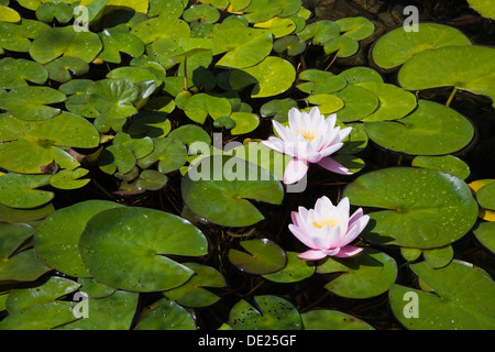 Zwei weiße und rosa Seerosen (Nymphaea) auf der Oberfläche eines Teiches, Provinz Quebec, Kanada Stockfoto