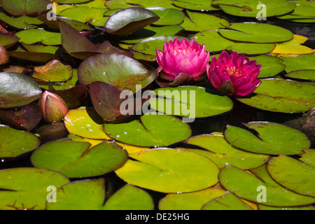 Zwei rosa Seerosen (Nymphaea) auf der Oberfläche eines Teiches, Provinz Quebec, Kanada Stockfoto