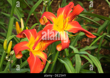 Rote und gelbe Taglilien (Hemerocallis), Blumen, Provinz Quebec, Kanada Stockfoto