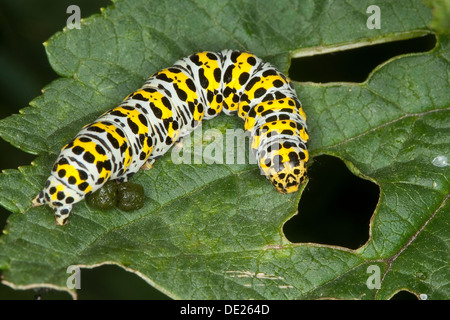 Königskerze Motte, Raupe, Brauner Mönch, Königskerzen-Mönch, Wollkrauteule, Raupe, Shargacucullia Verbasci, Cucullia Verbasci Stockfoto